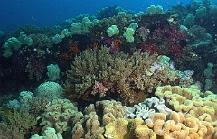 Raja Ampat 2016 - Corail - IMG_4149_rc